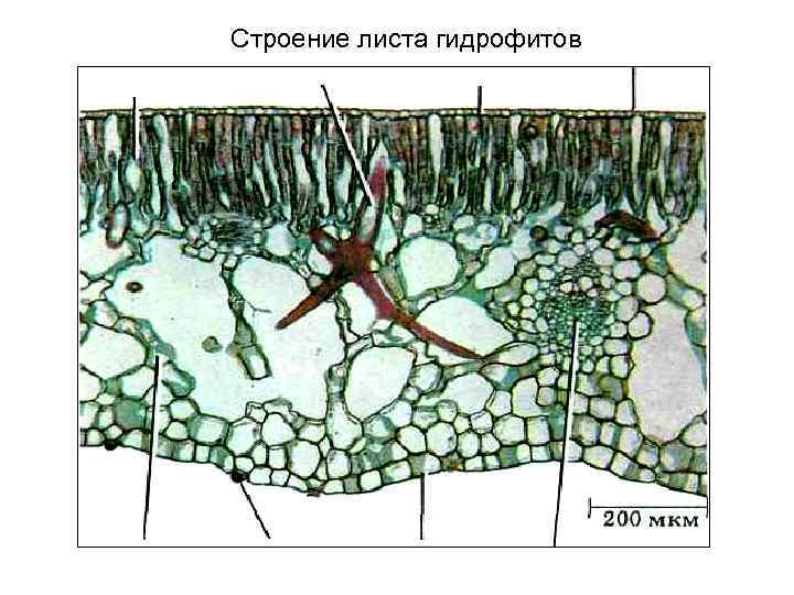 Строение листа гидрофитов 