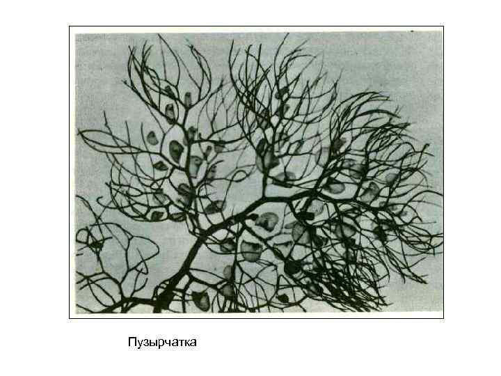 Пузырчатка 