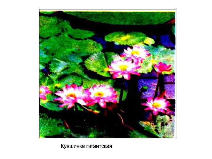Кувшинка гигантская 