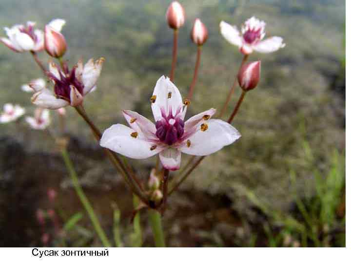 Сусак зонтичный 