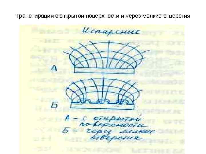 Транспирация с открытой поверхности и через мелкие отверстия 