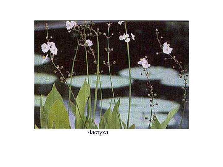 Частуха 