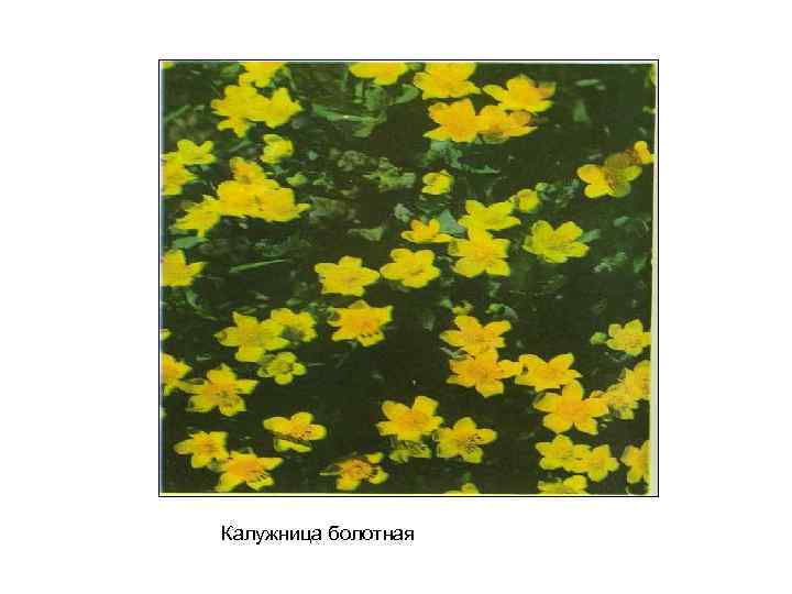 Калужница болотная 