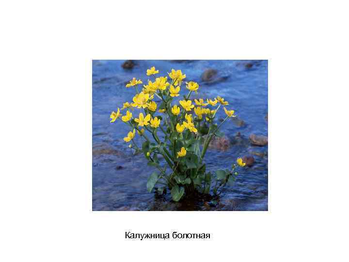 Калужница болотная 