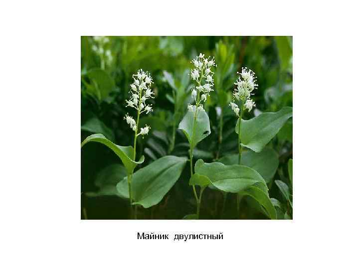 Майник двулистный 