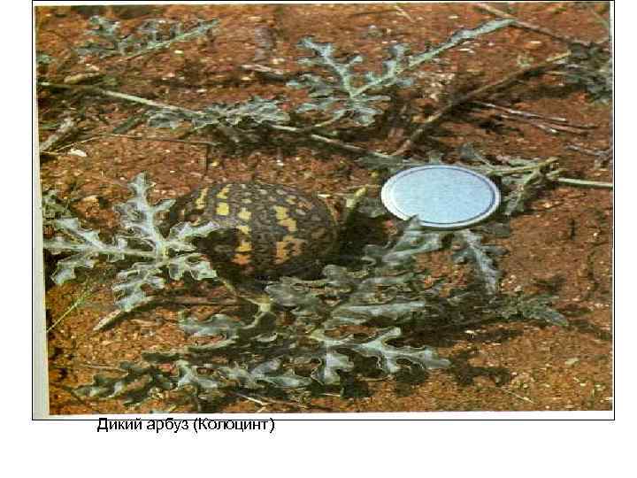 Дикий арбуз (Колоцинт) 