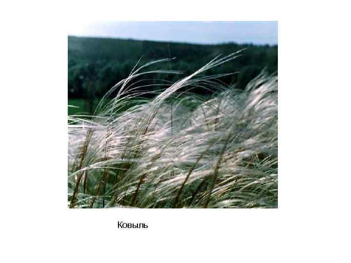 Ковыль 