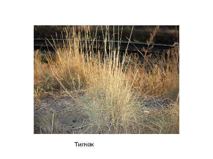 Типчак 