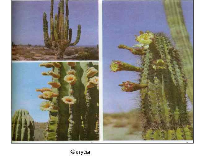Кактусы 