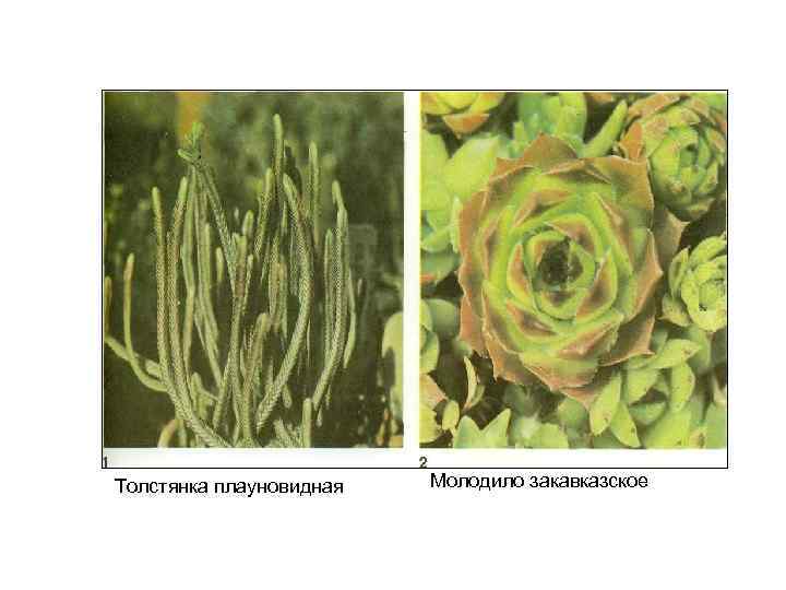 Толстянка плауновидная Молодило закавказское 