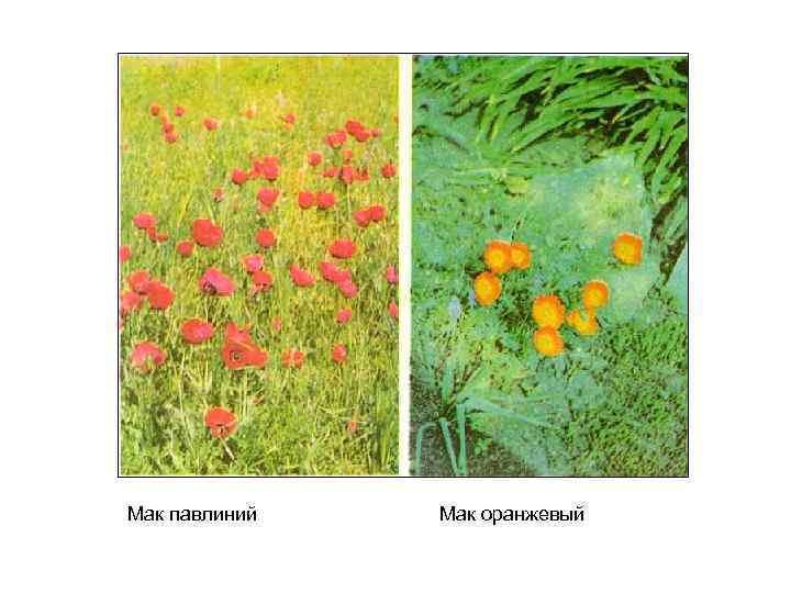 Мак павлиний Мак оранжевый 