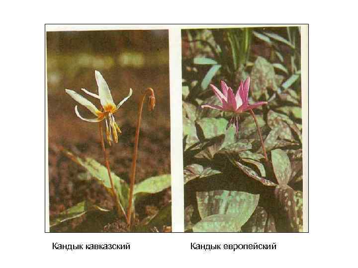 Кандык кавказский Кандык европейский 