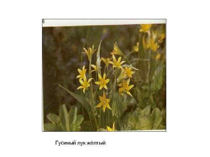 Гусиный лук желтый 