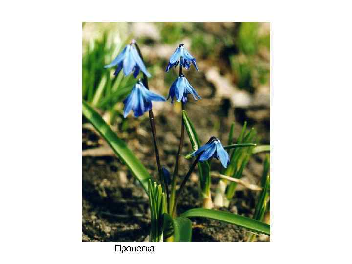 Пролеска 