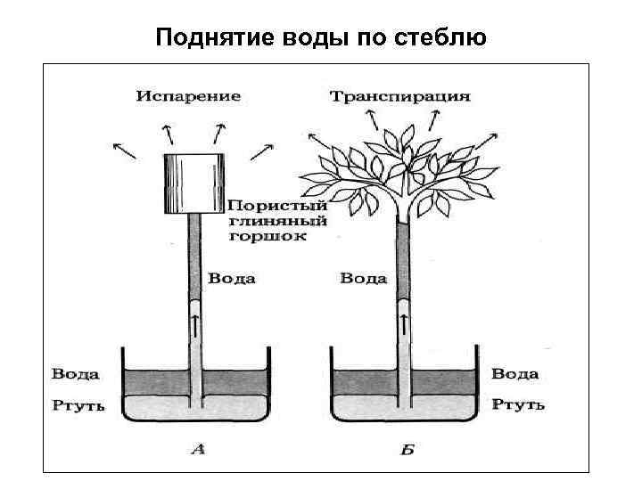 Подъем воды 7. Поднятие воды по стеблю. Механизм транспирации у растений. Механизм для подъема воды. Транспирация схема.