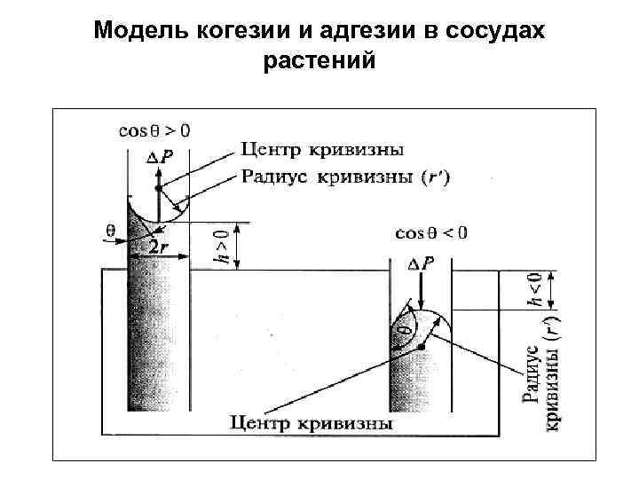 Модель когезии и адгезии в сосудах растений 