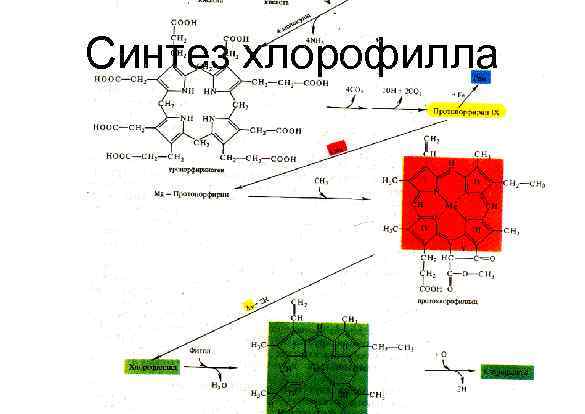 Синтез хлорофилла 