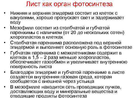 Лист как орган фотосинтеза • Нижняя и верхняя эпидерма состоит из клеток с вакуолями,