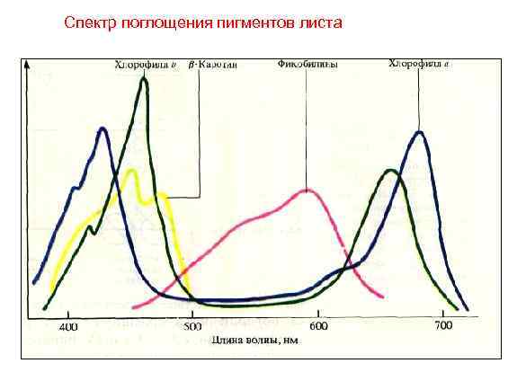 Спектр поглощения пигментов листа 