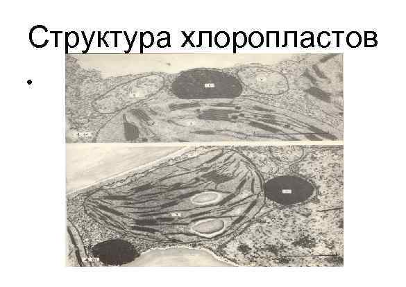 Структура хлоропластов • 