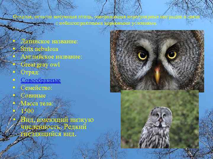 Оседлая, отчасти кочующая птица, совершающая нерегулярные миграции в связи с неблагоприятными кормовыми условиями. •