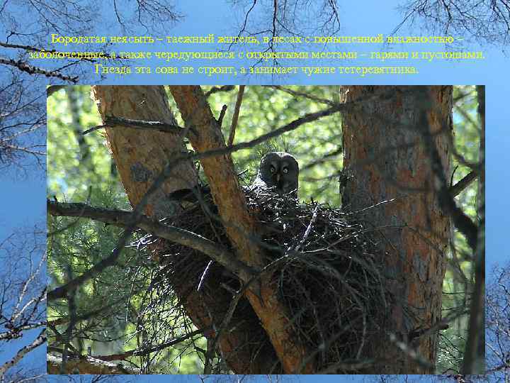 Бородатая неясыть – таежный житель, в лесах с повышенной влажностью – заболоченные, а также