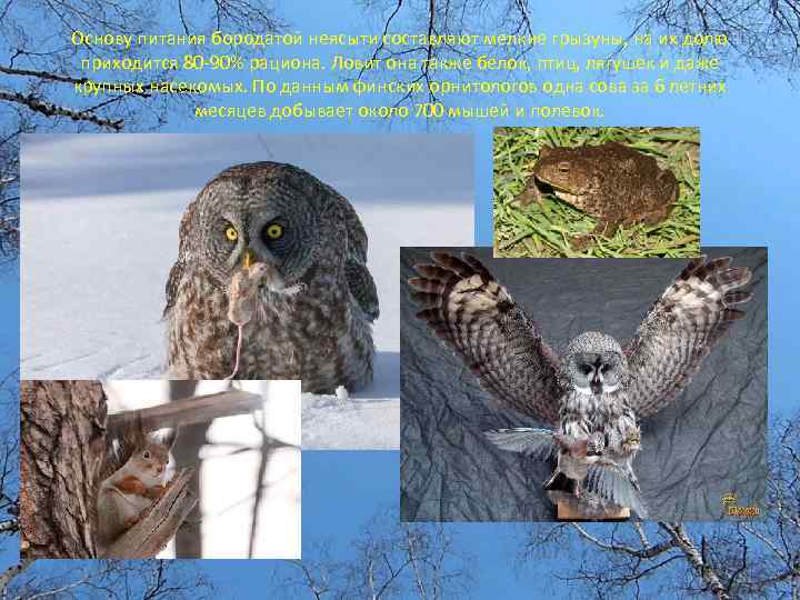 Основу питания бородатой неясыти составляют мелкие грызуны, на их долю приходится 80 -90% рациона.