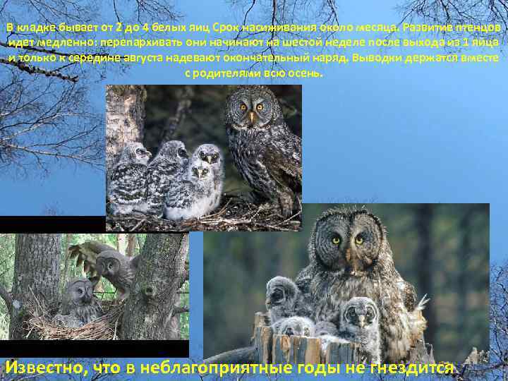 В кладке бывает от 2 до 4 белых яиц Срок насиживания около месяца. Развитие