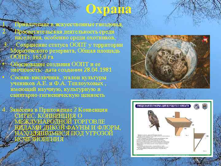 Охрана 1. 2. Привлечение в искусственные гнездовья, Просветительская деятельность среди населения, особенно среди охотников,