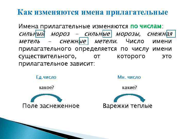 Как изменяются имена прилагательные Имена прилагательные изменяются по числам: сильный мороз – сильные морозы,