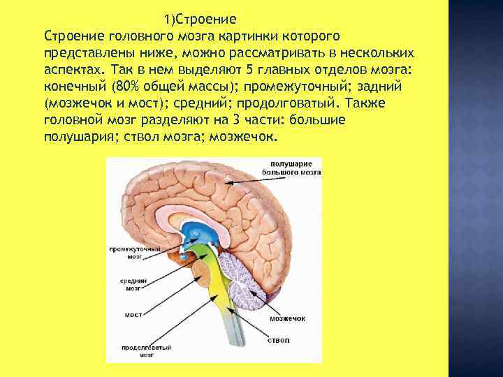 Структура головного мозга включает. Строение головного мозга. Строение головного мозга человека. Анатомия мозга с описанием. Структуры головного мозга рисунок 80.