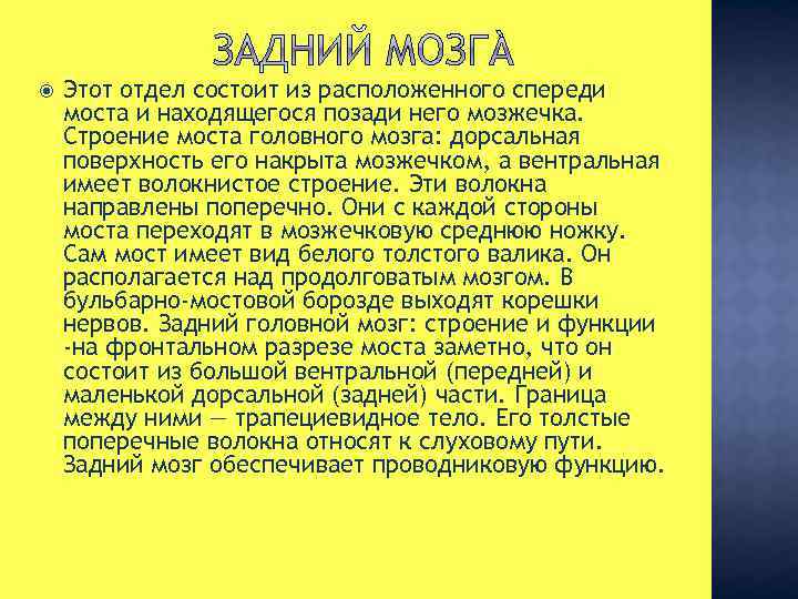  Этот отдел состоит из расположенного спереди моста и находящегося позади него мозжечка. Строение