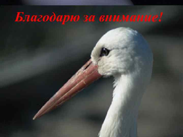 Благодарю за внимание! 