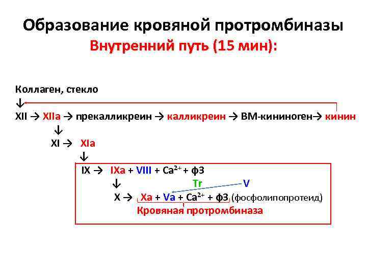 Образование кровяной протромбиназы Внутренний путь (15 мин): Коллаген, стекло ↓ XII → XIIа →