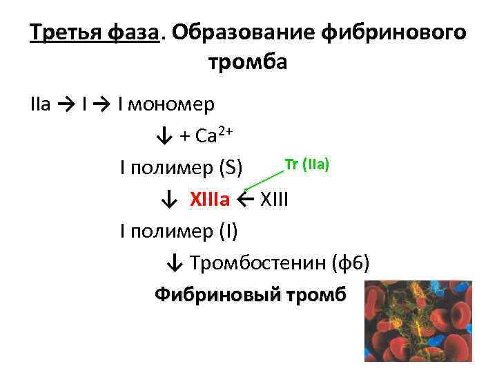 Третья фаза. Образование фибринового тромба IIа → I мономер ↓ + Са 2+ Tr