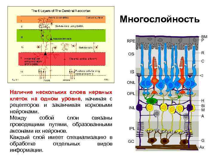 Многослойность Наличие нескольких слоев нервных клеток на одном уровне, начиная с рецепторов и заканчивая