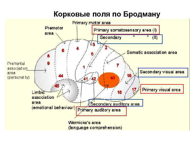 Корковые поля по Бродману 