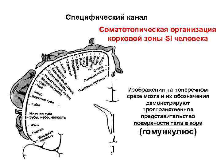 Специфический канал Соматотопическая организация корковой зоны SI человека Изображения на поперечном срезе мозга и