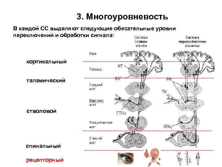 3. Многоуровневость В каждой СС выделяют следующие обязательные уровни переключений и обработки сигнала: кортикальный