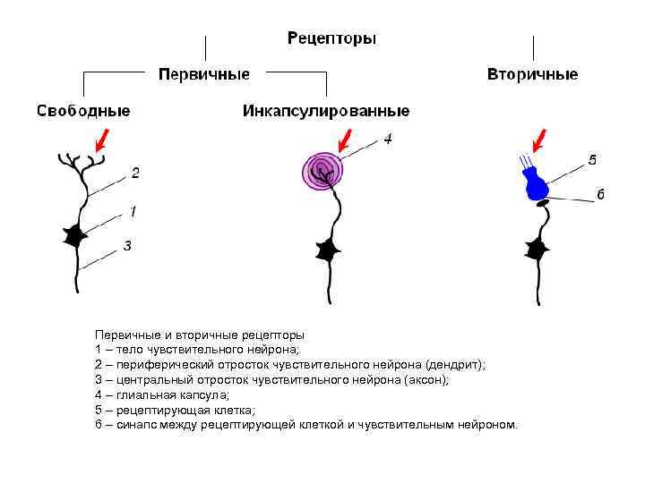 Первичные и вторичные рецепторы 1 – тело чувствительного нейрона; 2 – периферический отросток чувствительного