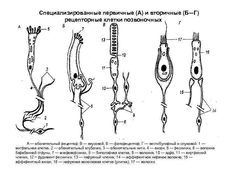 Специализированные первичные (А) и вторичные (Б—Г) рецепторные клетки позвоночных А — обонятельный рецептор; В