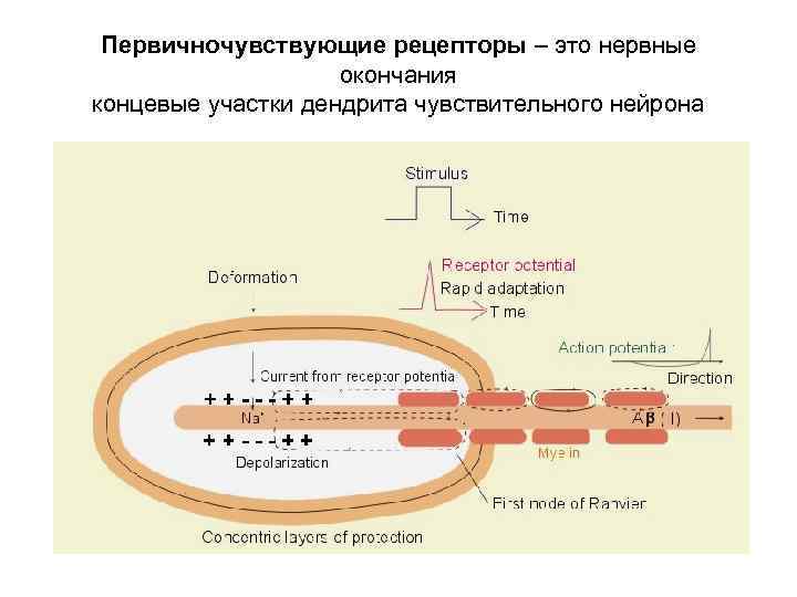 Первичночувствующие рецепторы – это нервные окончания концевые участки дендрита чувствительного нейрона 