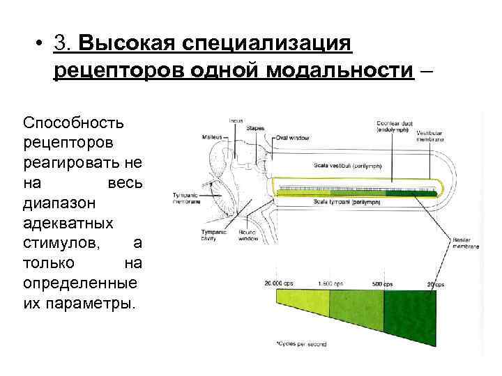  • 3. Высокая специализация рецепторов одной модальности – Способность рецепторов реагировать не на