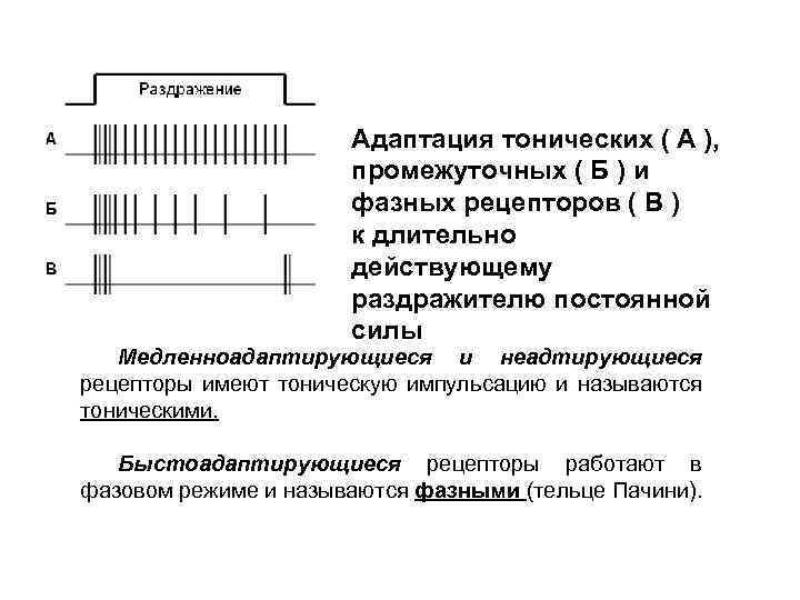 Адаптация тонических ( А ), промежуточных ( Б ) и фазных рецепторов ( В