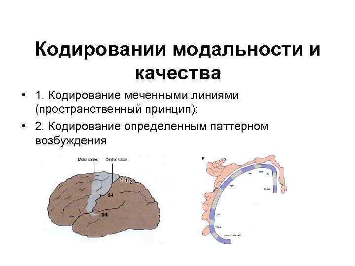 Кодировании модальности и качества • 1. Кодирование меченными линиями (пространственный принцип); • 2. Кодирование