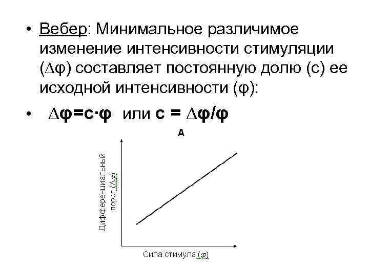  • Вебер: Минимальное различимое изменение интенсивности стимуляции (∆φ) составляет постоянную долю (с) ее