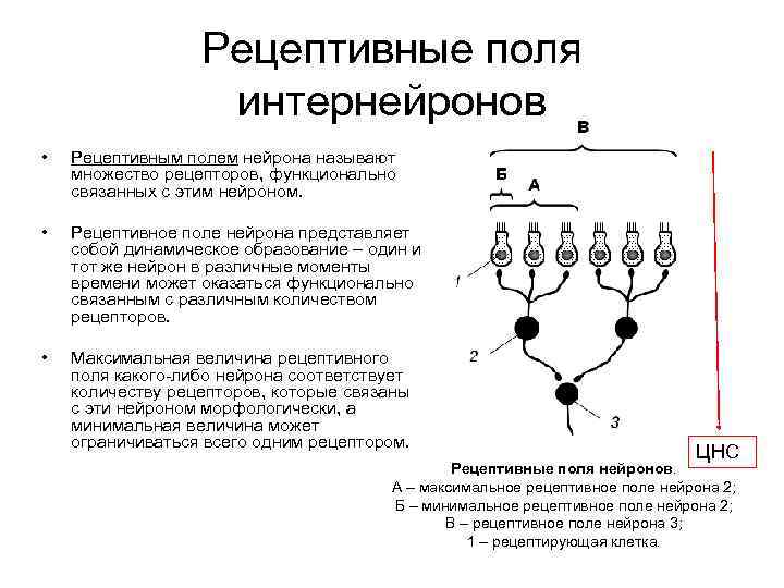 Рецептивные поля интернейронов • Рецептивным полем нейрона называют множество рецепторов, функционально связанных с этим