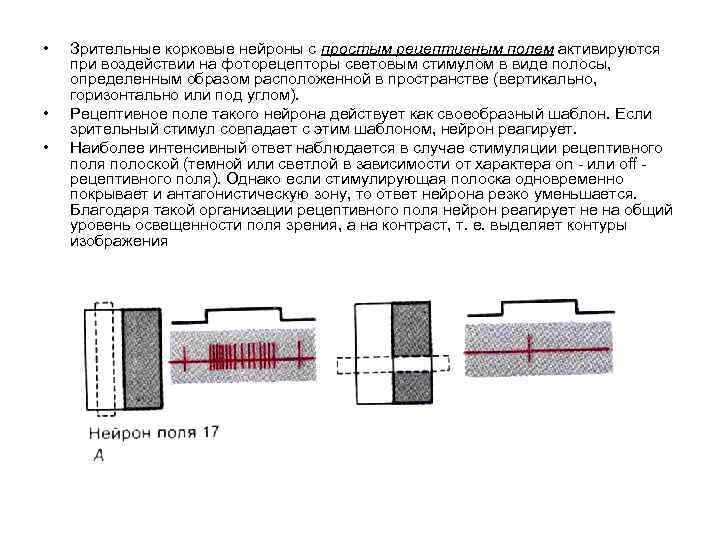 • • • Зрительные корковые нейроны с простым рецептивным полем активируются при воздействии
