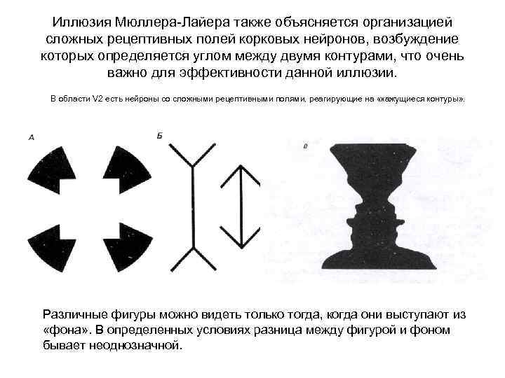 Иллюзия Мюллера-Лайера также объясняется организацией сложных рецептивных полей корковых нейронов, возбуждение которых определяется углом