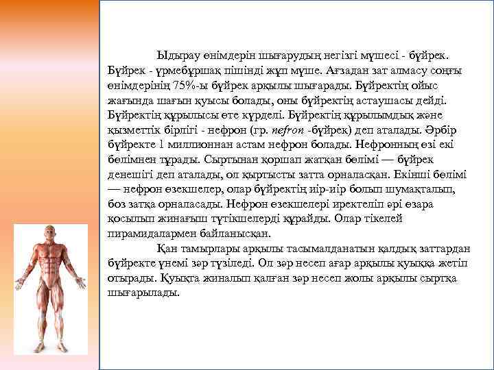 Ыдырау өнімдерін шығарудың негізгі мүшесі - бүйрек. Бүйрек - үрмебұршақ пішінді жұп мүше. Ағзадан